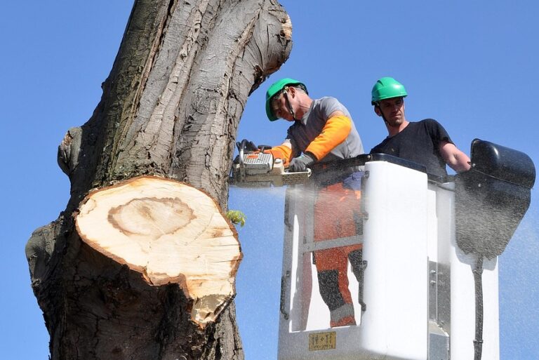 trunk, tree, nature, tree trunk, drink, lumberjack, beaten down, saw, cut-off wheels, slaughter, logging, cut wood, chopped off